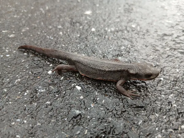 雨の日の道路にいたイモリらしきもの